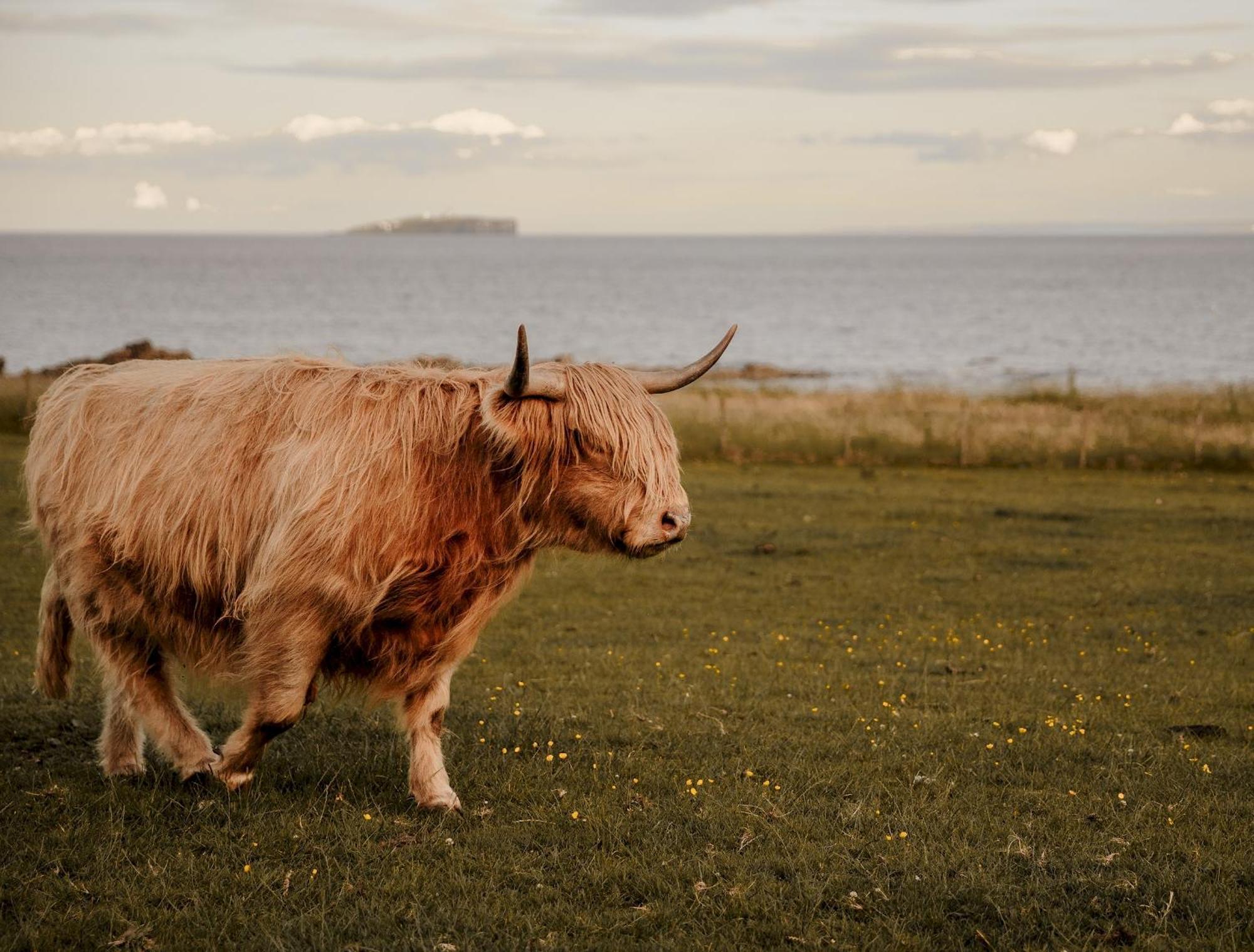 Clover Cottage Countryside Retreat With Sea Views Crail Eksteriør bilde